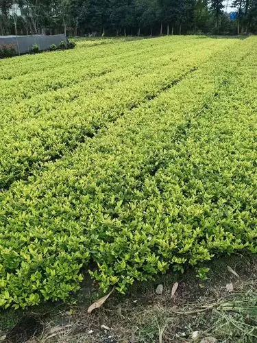 综述塑胶跑道材料的多样性：市场上数量众多的选择